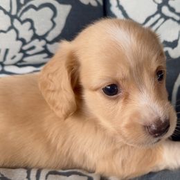 Jingle - Cream male Dachshund puppy in Vero Beach, Florida from Joseph’s Dachshunds