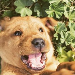 Labradoodle and Labrador Retriever Puppies from Katie K9
