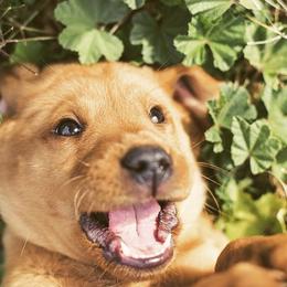 Labradoodle and Labrador Retriever Puppies from Katie K9