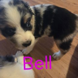 Bell - Blue merle female Australian Shepherd puppy in Summerville, Georgia from H-F Farms