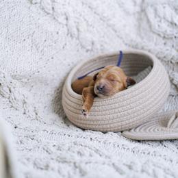 Purple collar - Jasmine - Red  female Goldendoodle puppy in Duncan, South Carolina from Abner Creek Poodles & Doodles