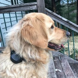 Golden Retrievers from Golden Kingdom