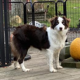 Cersi - Australian Shepherd