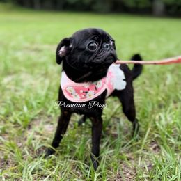 Noel - Black female Pug puppy in Shady Hills, Florida from Premium Pugs