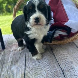 Chloe - Tri-color female Bernedoodle puppy in Moulton, Iowa from Shondel Puppy Paws