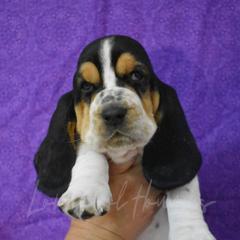 Boy 2 - Basset Hound puppy in Florida from Lomarol Hounds