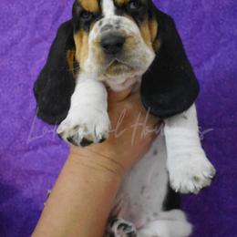 Boy 2 - Basset Hound puppy in Florida from Lomarol Hounds