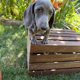 Dachshund puppies from Jae’s Puppy House