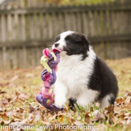 Border Collie Puppies from Bon-Clyde Border Collies