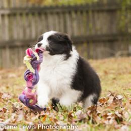 Border Collie Puppies from Bon-Clyde Border Collies