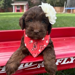 Mary - Yellow - Chocolate female Australian Labradoodle puppy in Citrus Heights, California from Elite Blend Labradoodles