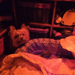 Yorkshire Terrier puppies from Wendy's AKC Teacup and Micro Darlings Hudson Valley