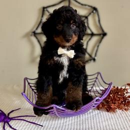 Spirit - Tri-color male Bernedoodle puppy in Munster, Indiana from Miranda’s Sunshine Poodles and Doodles