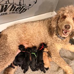 Boy 2 - Black male Goldendoodle puppy in Van Buren, Missouri from Jami’s Goldendoodles & Poodles