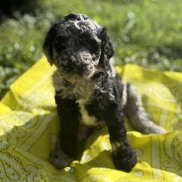 Goldendoodle Puppies from Southern Grace Acres