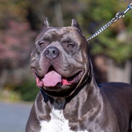 Goomba - American Bully