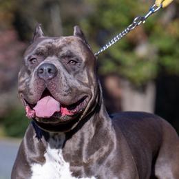 Goomba - American Bully