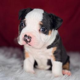 Sandor - Black tri-color male American Bully puppy in Nashville, Tennessee from SimplyBullies