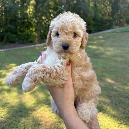Biscuit - Buff female Cockapoo puppy in Dahlonega, Georgia from Loveable Cockapoos