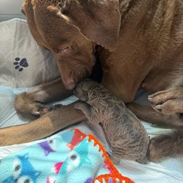 Chesapeake Bay Retriever Puppies from Blue Skye Chesapeakes