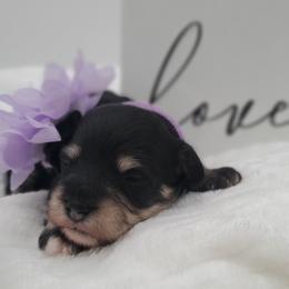 Miss Violet - Black and tan female Schnoodle puppy in Leitchfield, Kentucky from Eveleigh Acres Puppies