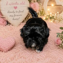 Lily - Black and white female Shih Tzu puppy in Vernon, Texas from Jennifer's Shih Tzus