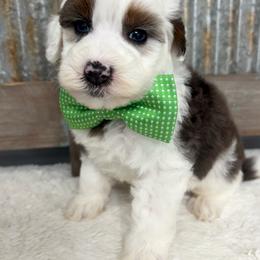 Green collar - Blue merle male Bernedoodle puppy in Calico Rock, Arkansas from Cottrell’s Poodles & Doodles