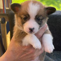 Boy 2 - Sable male Pembroke Welsh Corgi puppy in Nevada, Iowa from Rogers AKC Corgis of Iowa.