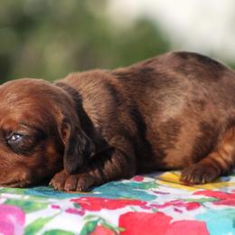 Hailey - Dapple female Dachshund puppy in Greenup, Kentucky from Tygart Creek Dachshunds