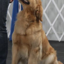 Golden Retrievers from Cindy Pischke