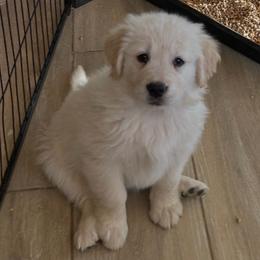 Sadie - Light golden female Golden Retriever puppy in Amarillo, Texas from Bluebonnet Goldens