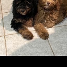 Bernedoodle and Goldendoodle Puppies from Pecks Oodle Doodles