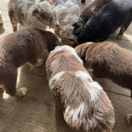 Australian Shepherd Puppies from Annie's Aussies