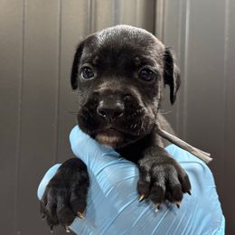 Black Male 2 - Black male Cane Corso puppy in Cashion, Oklahoma from APEXOK Cane Corsos LLC