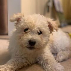Pumi Puppies from MayaLu Dogs