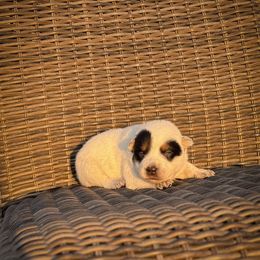 N-3 - Blue speckled male Australian Cattle Dog puppy in Spokane, Washington from 4D Cattle Dogs