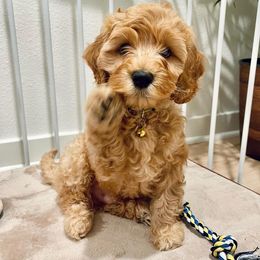 Australian Labradoodles from L & D’s Desert Doodles