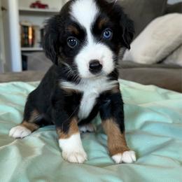 Molly - Black tri female Miniature American Shepherd puppy in Milton Freewater, Oregon from Sparkling Cross Toy & Mini Aussies