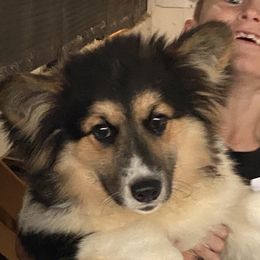 Chief - Pembroke Welsh Corgi