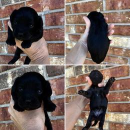 Hazel - Black female Cavapoo puppy in Thorndale, Texas from Hattie’s Texas Cavapoos