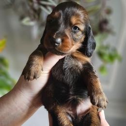Chewie- AKC - Red male Dachshund puppy in Loganville, Georgia from Royal Dackel Haus