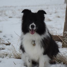 Border Collies and Brittanys from AK's Border Collies and Brittanys
