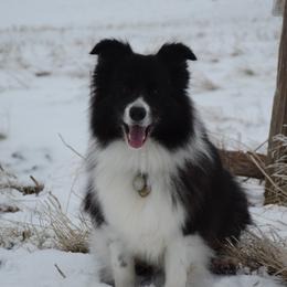 Border Collies and Brittanys from AK's Border Collies and Brittanys