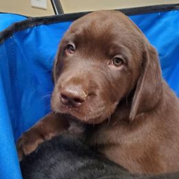 Dilute Retriever Puppies from Wayalife Labradors