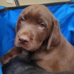 Dilute Retriever Puppies from Wayalife Labradors