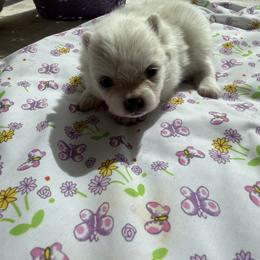 Girl - Cream female Pomeranian puppy in Meridian, Idaho from Precious poms