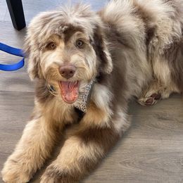 Aussiedoodles, Bernedoodles, and Goldendoodles from California Goldendoodle Ranch