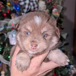 Caramel - 2000.00 - Chocolate female Pomsky puppy in Spring Hill, Florida from www.PuppyTimeEmporium.com
