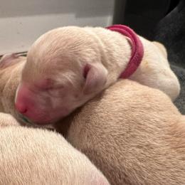 Fuchsia - Yellow female Labrador Retriever puppy in Rock Hill, South Carolina from North Star Retrievers