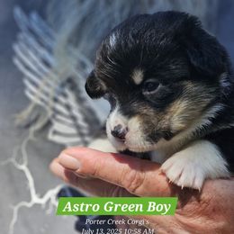 American Corgi Puppies from Porter Creek Corgis